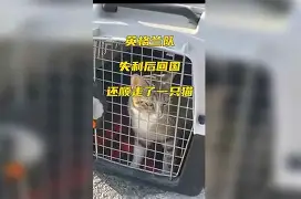 冰球赛场再起风云：三湘鲨队队失利岭南独角兽队，赛场气氛火爆赛后更衣室沸腾
